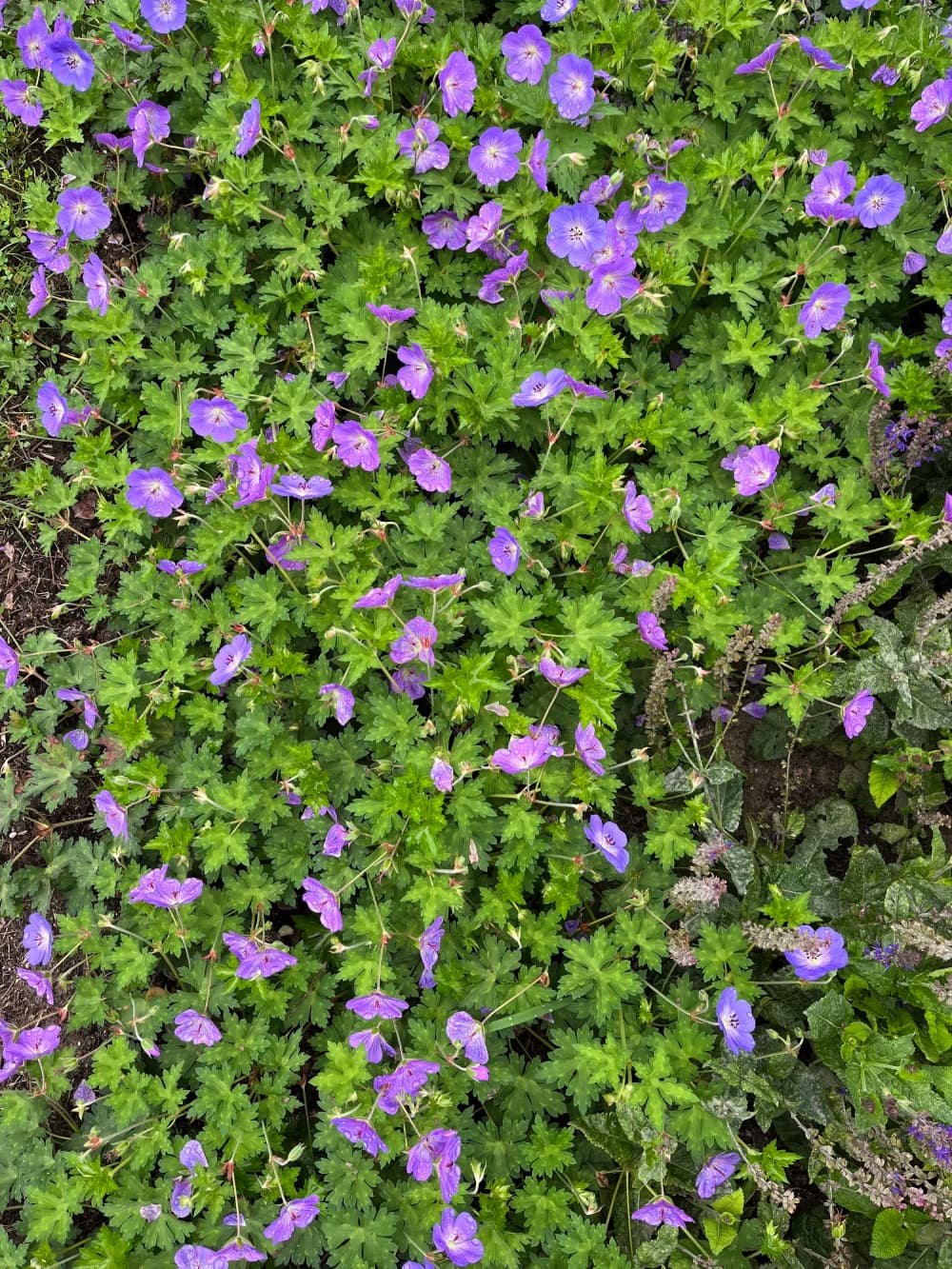Kleine paarse bloemen in een groene struik